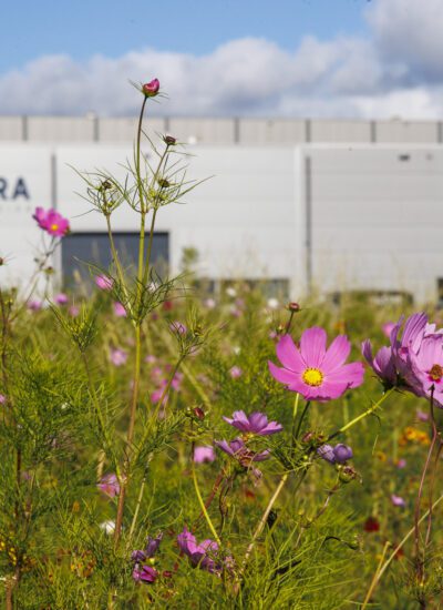 Bloemen plukken voor een goed doel